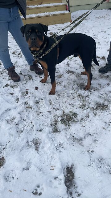 Theo-Doneyuno DUR KENNEL