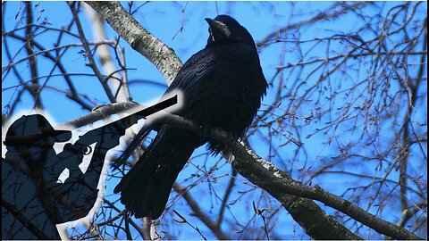 CROW CALLING IN THE BACKYARD