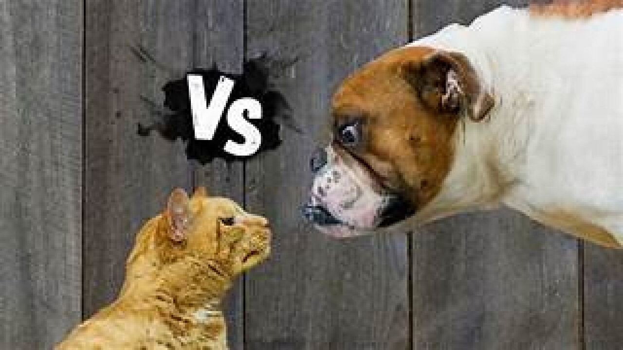 Dogs Vs Cats Funny Videos.. Who's Funnier ??