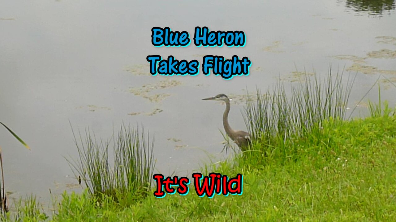 Blue Heron Takes Flight