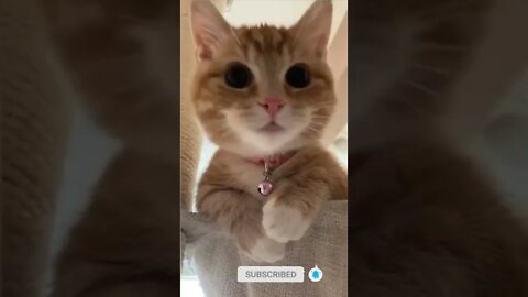 cute cat videos 😹 funny videos 😂 583 😻