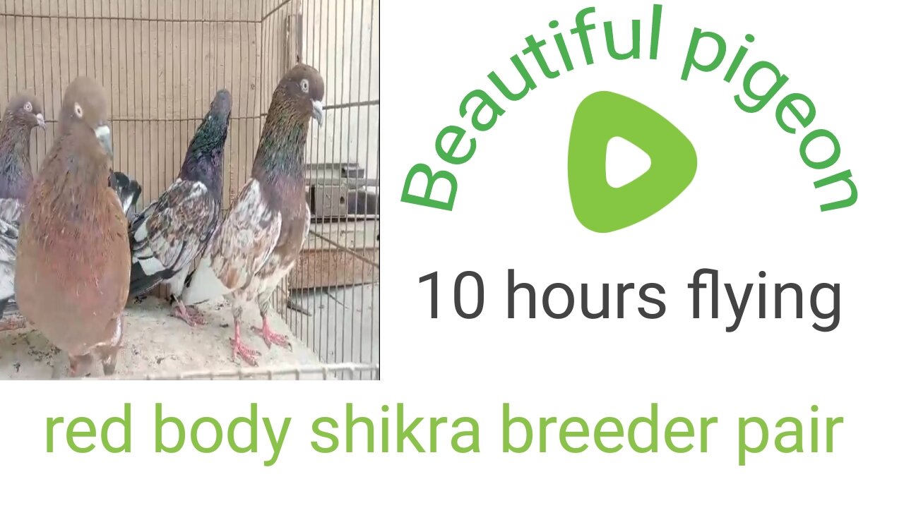 Shikra lakhy beautiful breeder pair