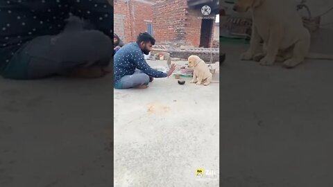New Funny video 2022, viral video 2022, viral funny video, viral funny shorts, how to make funny