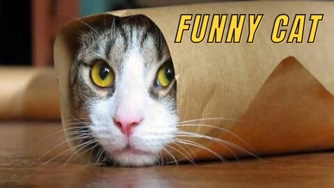 Funny Cat