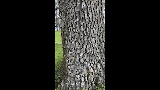 Acorn Woodpecker Holes