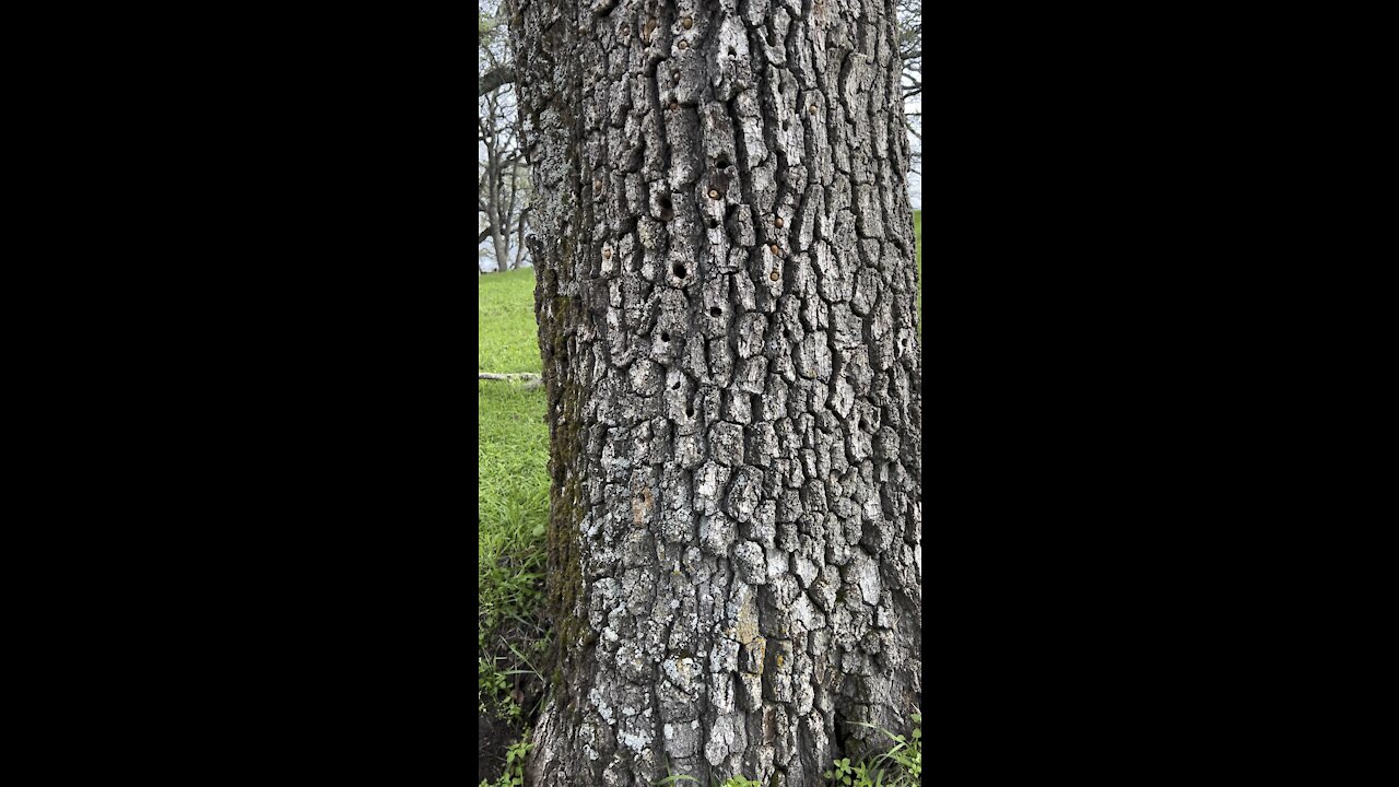 Acorn Woodpecker Holes