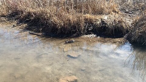 What is that swimming with ducks