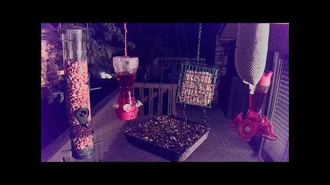 Live Bird Feeder in Asheville NC. In the mountains. Aug. 19 2021