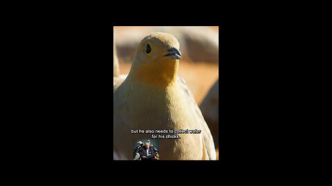 Sandgrouse Vs Goshawk