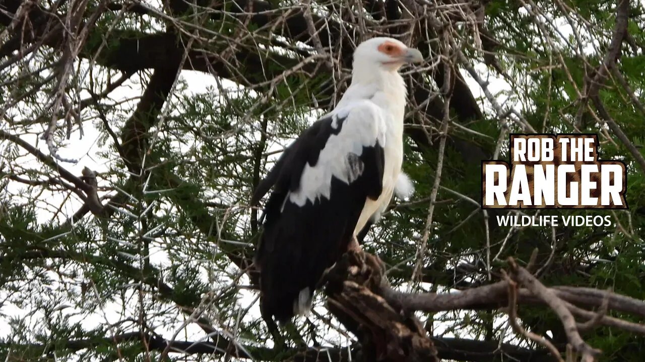 Palm-nut Vulture | Buffalo Springs | Zebra Plains On Tour