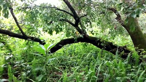 #nature #world In #ethiopia #assosa #benishangulgumuz #part5