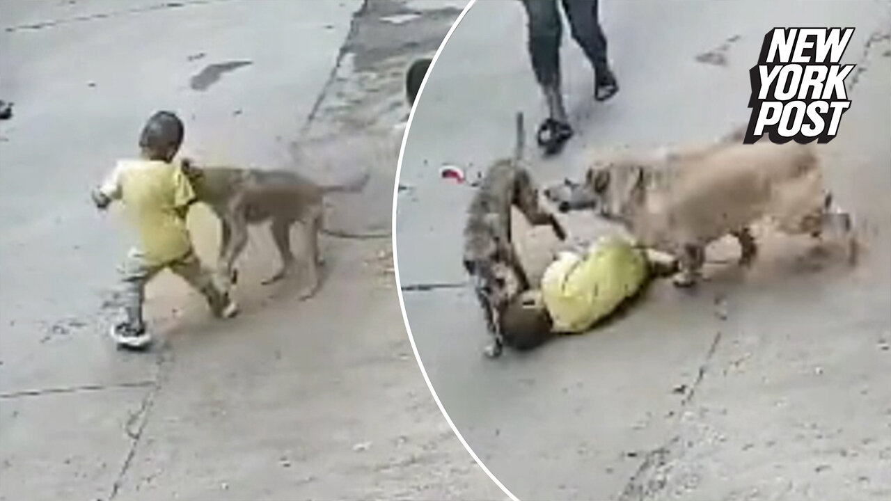 Protective pooch saves kid from dog attack