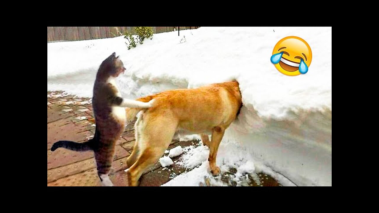 Funniest Cats and Dogs Videos | Cute and Funny Moment of Animals