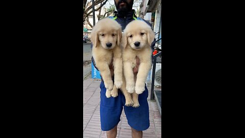 golden retriever puppies