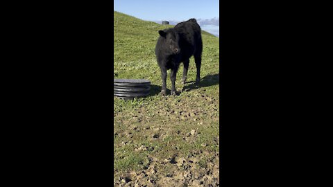 Calf Checking Me Out