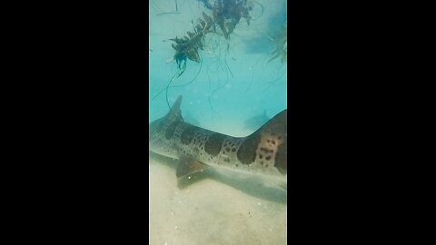 This leopard shark woke up and chose violence.