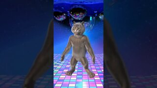 Funny Cat 😍 Dance #shorts #cat #cats #catstagram