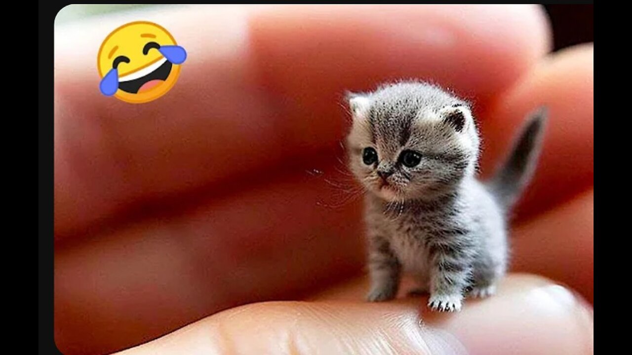 Trending Funny Animals 😅 Funniest Cats and Dogs 😹🐶