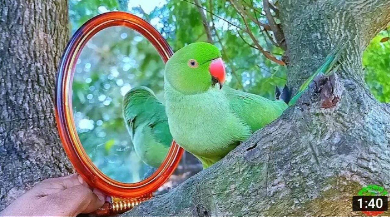 Funny Parrot Video😂🤣