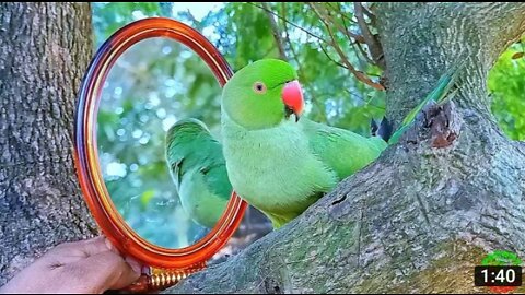 Funny Parrot Video😂🤣