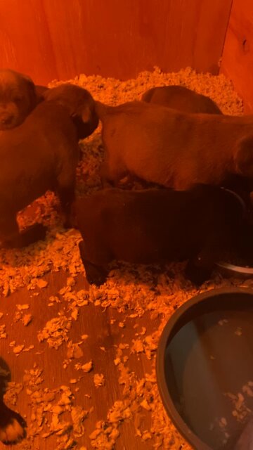 5 Week old Cane Corso puppies