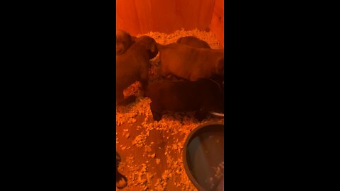 5 Week old Cane Corso puppies