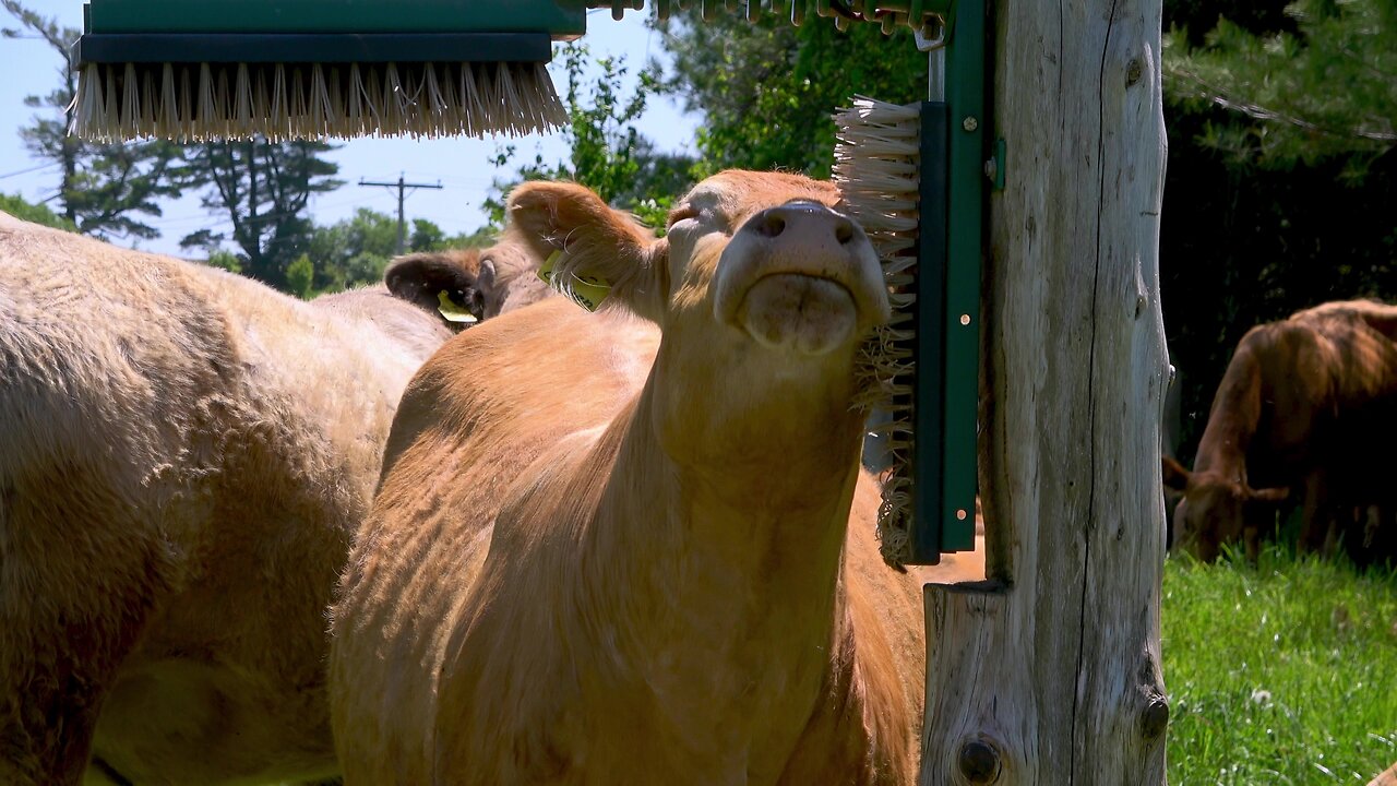 Bossy cow pushes herd mate off to enjoy a good face scratch