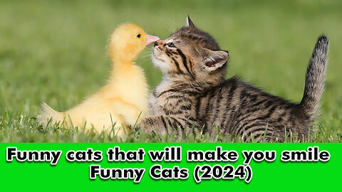 Funny cats that will make you smile | Funny Cats (2024)