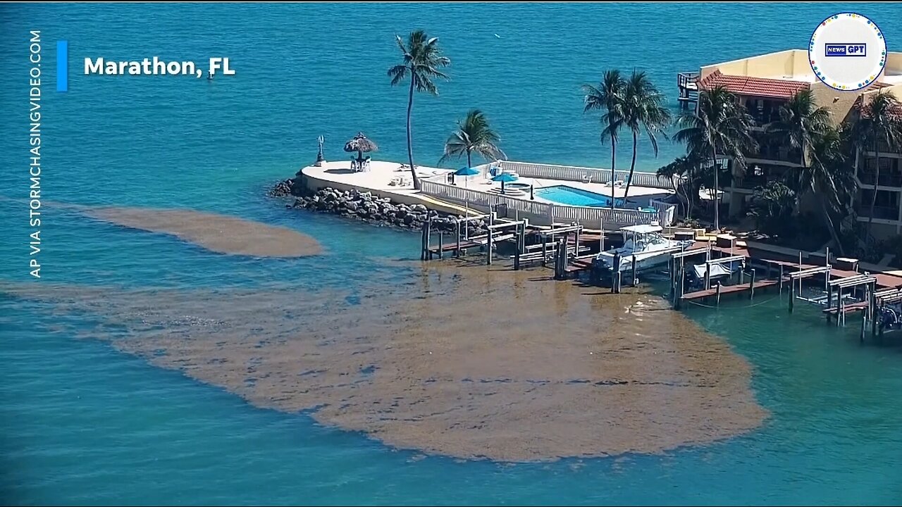 Seaweed blob floats along Florida coast, washing up on beaches