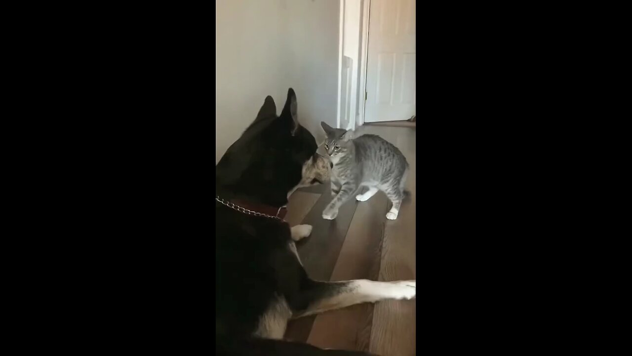 Cats and Dog fight funny