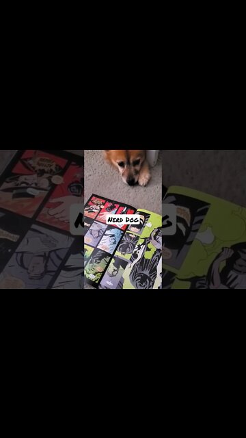 I think my dog is becoming a nerd... 🤓