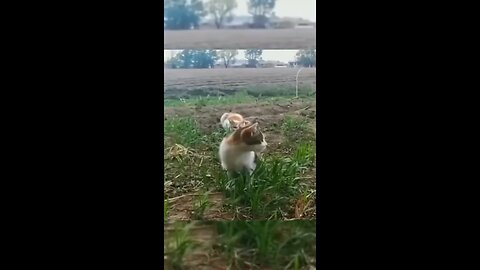 funny videos# funny animal videos cat/dog funny videos