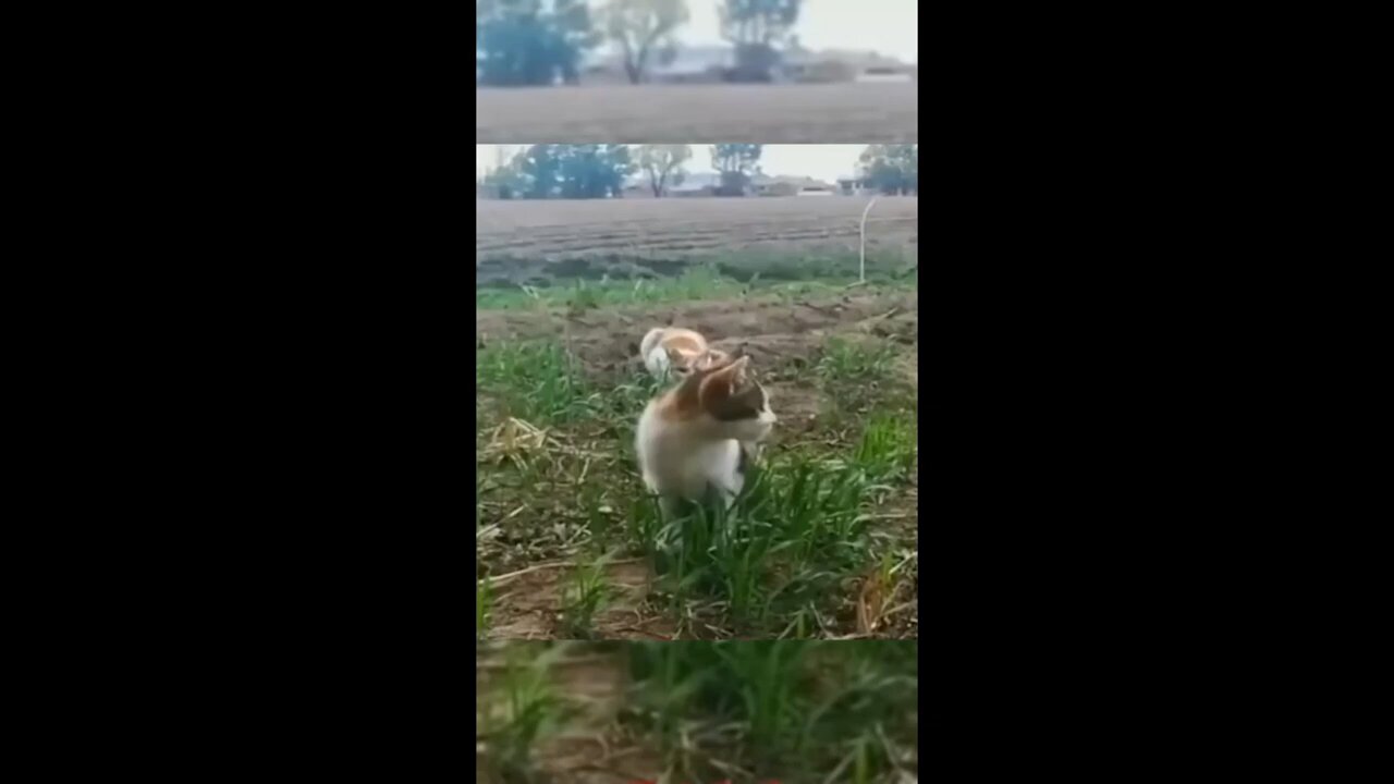 funny videos# funny animal videos cat/dog funny videos