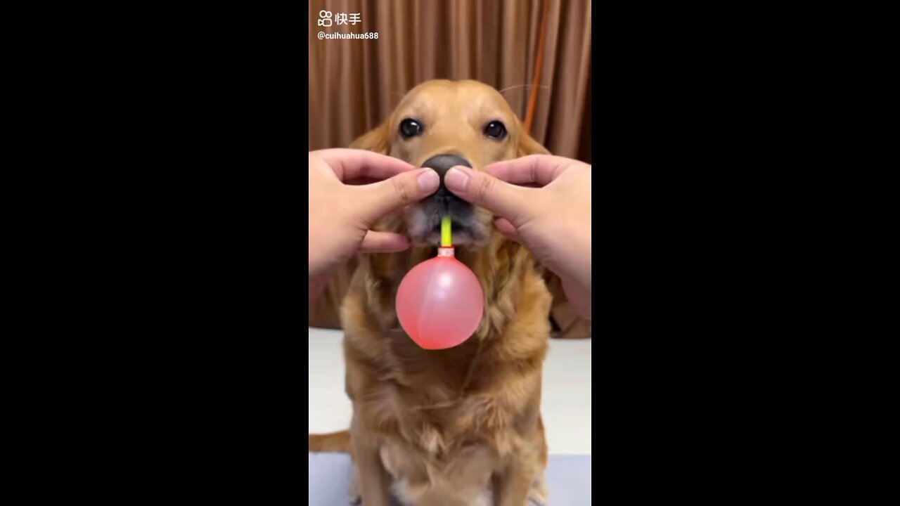 cute 🐕 doges and funny activities