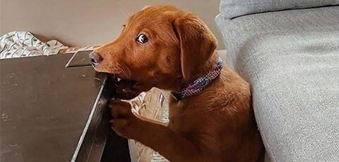 Funny dogs videos to brighten your day