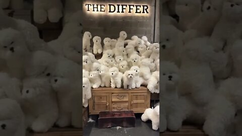 🐕Where is the real dog🐶🐾