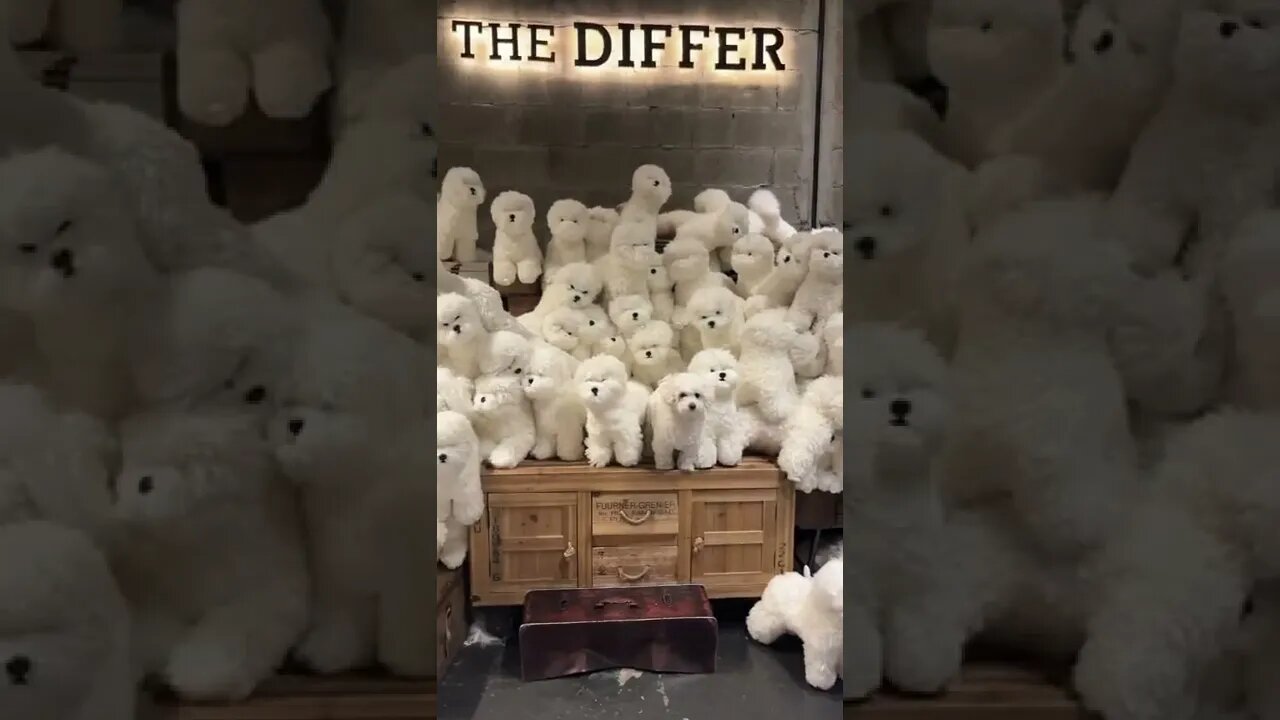 🐕Where is the real dog🐶🐾