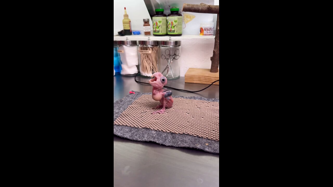 little bird