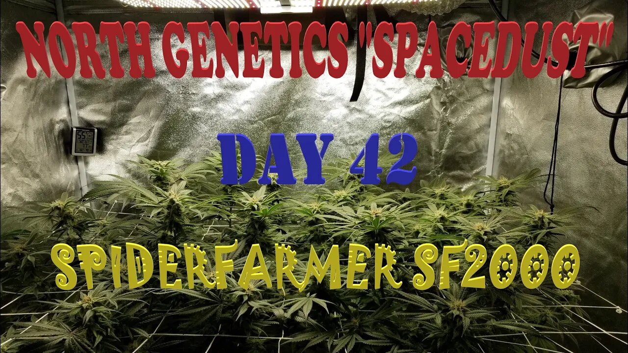 Summer Stock episode 7! #NorthGenetics - Spacedust 👽 #SpiderFarmer sf2000 day 42 #HAMMAHDOWN!