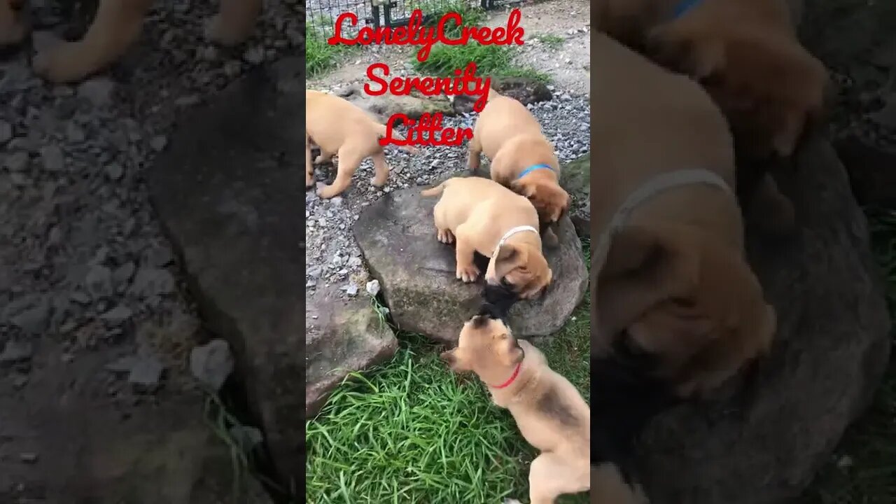 LonelyCreek Serenity litter