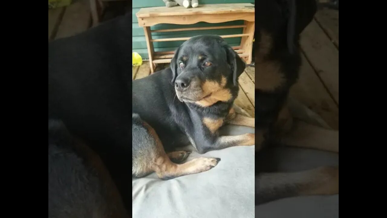 Gorgeous Rottweiler#Shorts #rottweiler😍💖💜💛