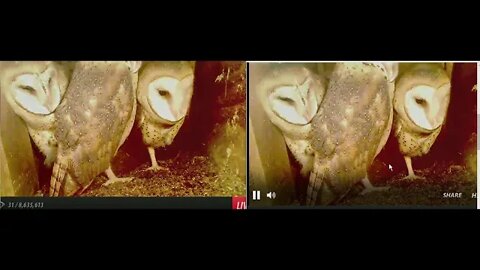 Watching adorable little faces waiting for the first owlet to step outside.5-14-20