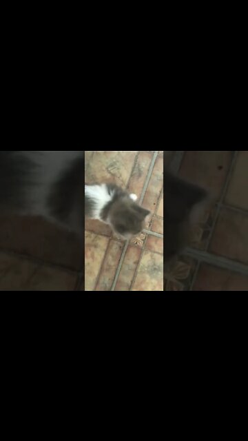 Adorable Fluffy Kitten Is Excited To See Me! (2022) #Shorts 😻