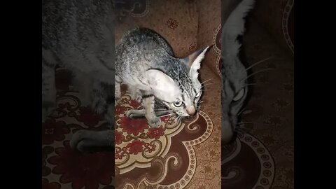 kucing