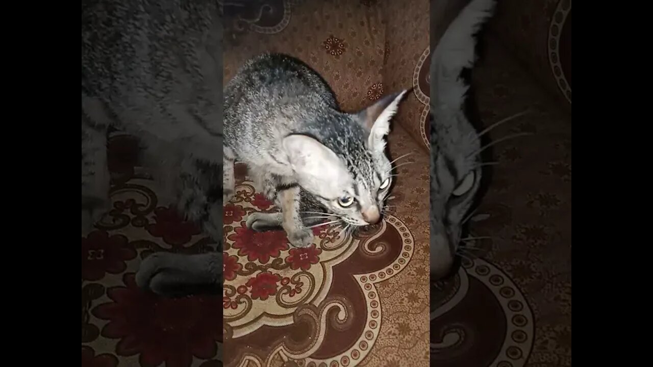 kucing