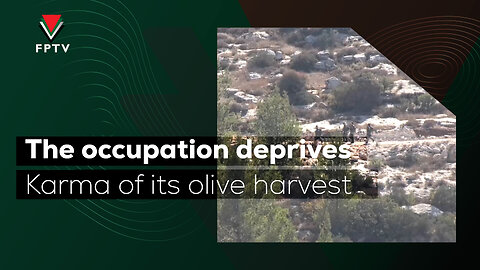 The occupation deprives Karma of its olive harvest