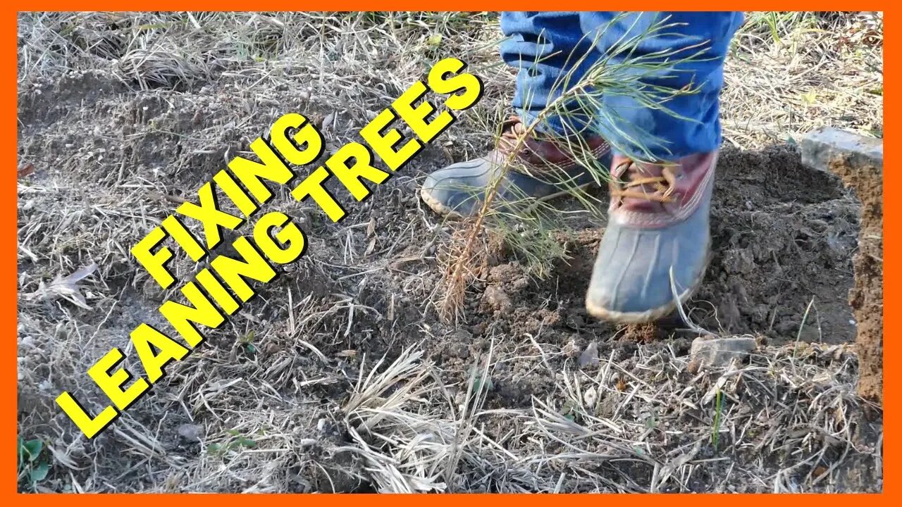 #215 Fixing Leaning Tree Transplants & Update On Trees Planted Fall 2019