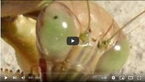 55. Simon Parkes 2 Reptilian and Mantis Aliens