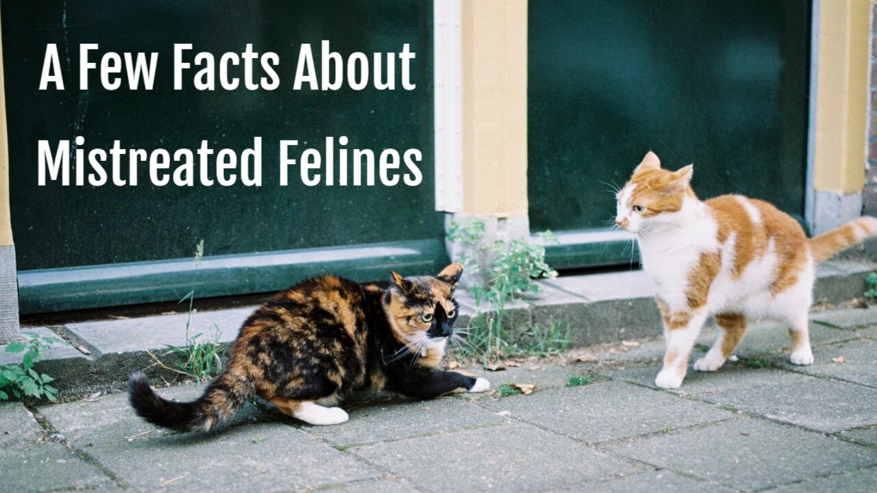 A Few Facts About Mistreated Felines