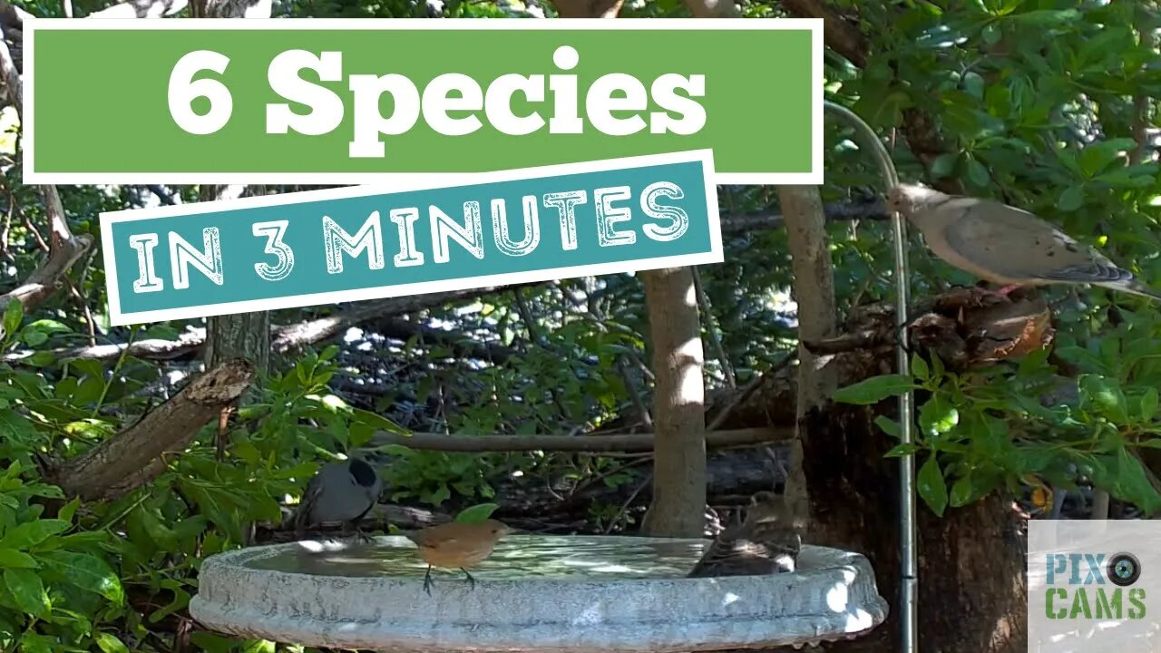 6 species in 3 minutes!